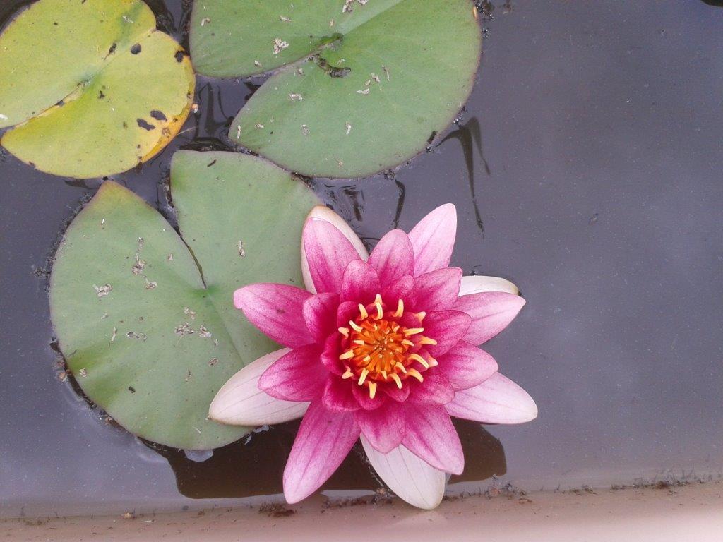 Lotus 