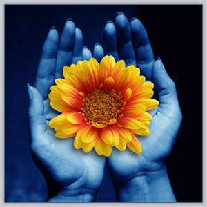 Mains gerbera orange